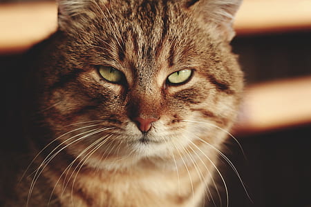 close-up photography of short-furred gray cat thumbnail