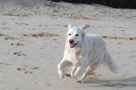 light golden retriever on seashore thumbnail