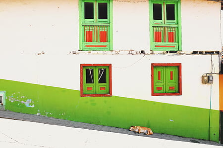 adult golden retriever sleeping next to white and green painted house thumbnail