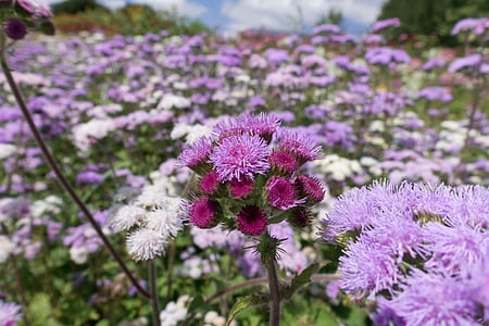 purple and pink ageratum flowers closeup photography thumbnail