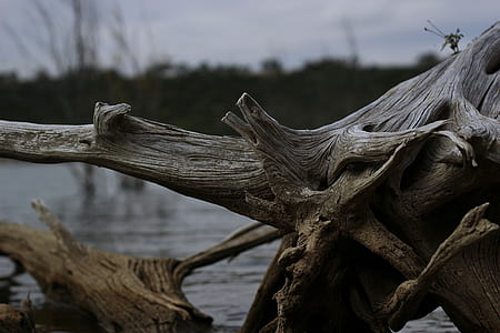 selective focus photography of drift wood thumbnail