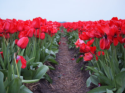 field of petaled flower plant thumbnail
