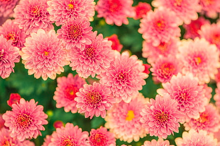Pink and Yellow Petaled Flower Photo thumbnail