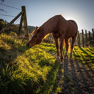 brown horse eating grass thumbnail