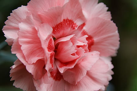 selective focus photography of pink carnation flower thumbnail