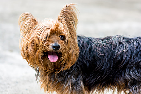 black and brown long coated dog thumbnail