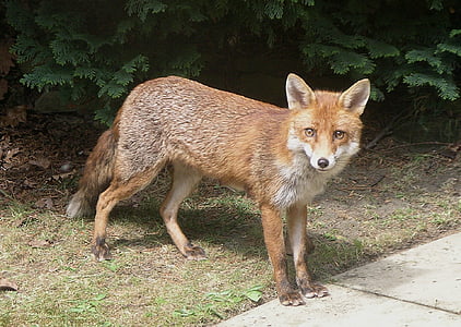 brown fox on green grass thumbnail