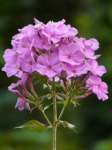 High Perennial Phlox, Phlox Paniculata thumbnail