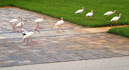 flock of white long-beaked birds on the grounds thumbnail