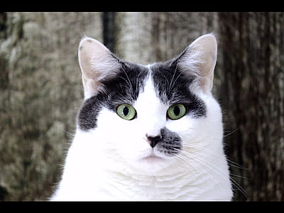 white and black cat thumbnail