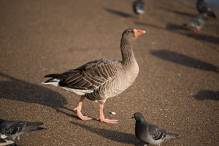 gray and white duck on brown sand thumbnail