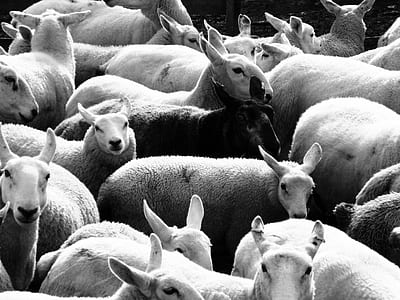 grayscale photography of herd of sheep thumbnail