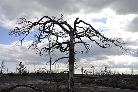 bare tree under cloudy sky thumbnail