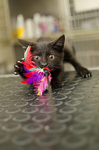 selective focus photography of black cat catching multicolored feather thumbnail