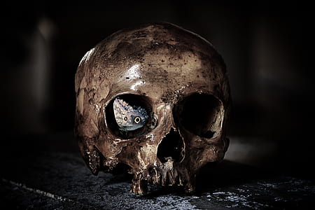 brown skull ceramic figurine thumbnail