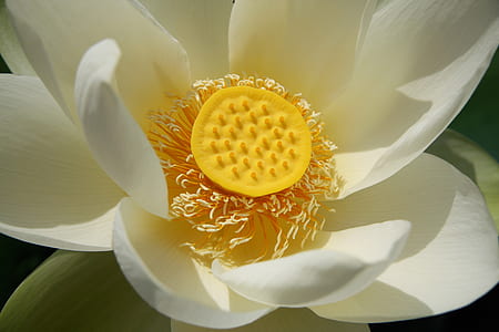 closeup photo of white petaled flower thumbnail