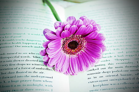 purple petaled flower on the book thumbnail