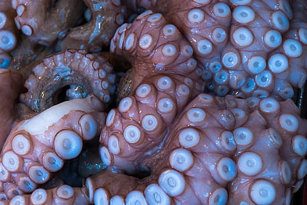 pinkish-white octopus tentacles thumbnail