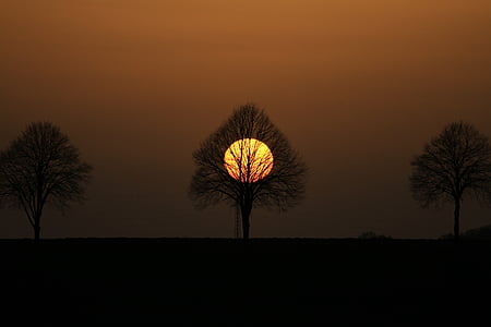 moon covered with bare tree thumbnail
