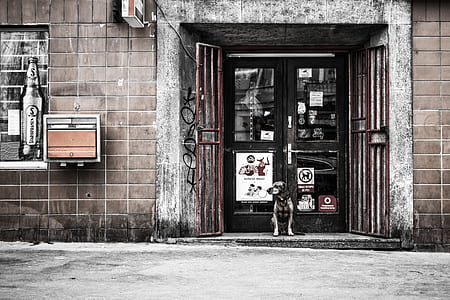 two black wooden frame clear glass doors and brown metal gate thumbnail