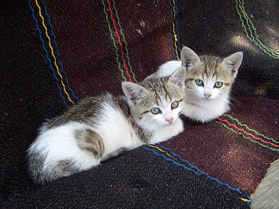 two short-coated brown-and-white kittens thumbnail