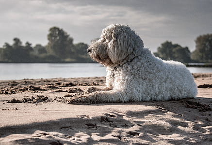 short-coat white dog near sea thumbnail