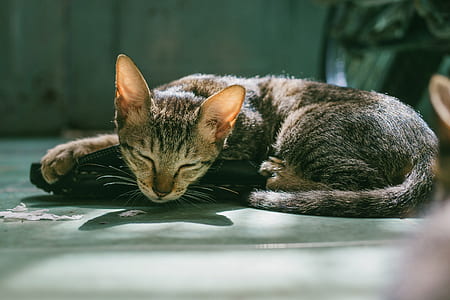 Brown Tabby Cat Sleeping thumbnail