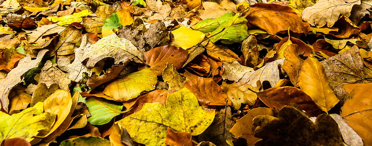 dried maple leaves thumbnail