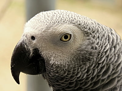 closeup photography of African Grey parrot thumbnail