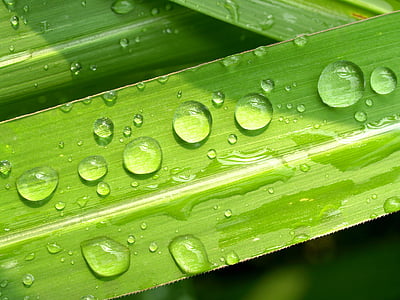 water drop of green leaf close up photography thumbnail