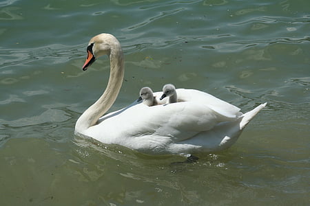 white swan thumbnail