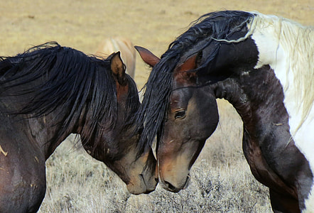 selective focus photography of two black-and-white horses thumbnail