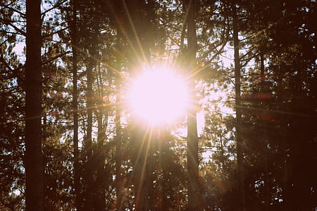 forest with sunrays thumbnail