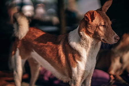 shallow focus photography of short-coated brown and white dog thumbnail