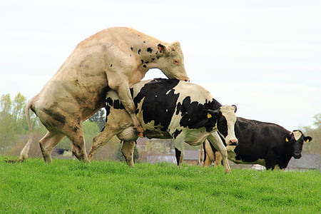 three white and black cattle on green grass field at daytime thumbnail