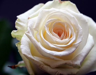 selective photography of white rose flower thumbnail