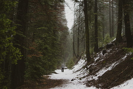 person walking between trees thumbnail