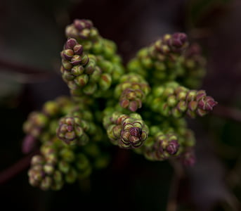 closeup photo of flowers thumbnail