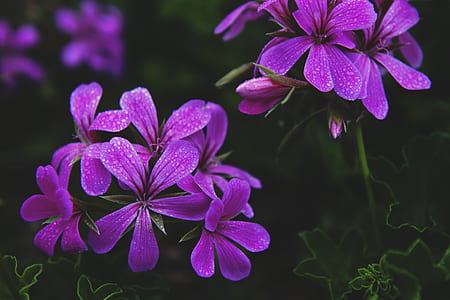 selective focus photography of purple petaled flowers thumbnail