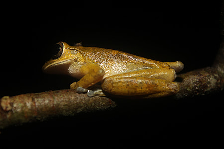 macro photography of brown frog on branch thumbnail