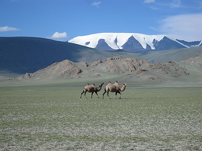two camels walking near snow-covered mountain during daytime thumbnail