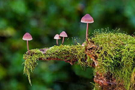 four red mushrooms on tree moss thumbnail