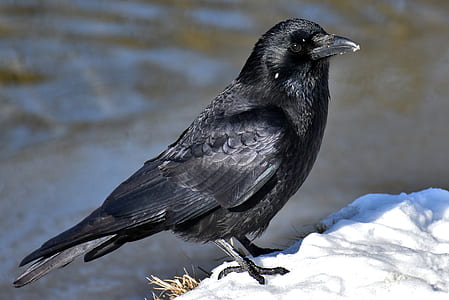 black raven thumbnail