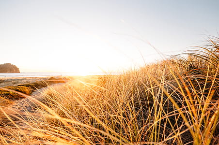 photography of brown grass beside seashore during daytime thumbnail