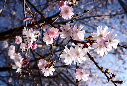 closeup photo of cherry blossoms thumbnail