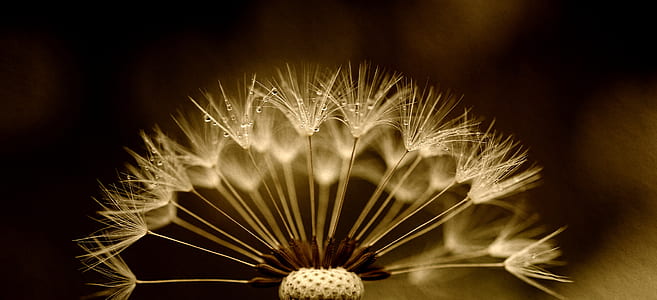 photo of dandelion thumbnail