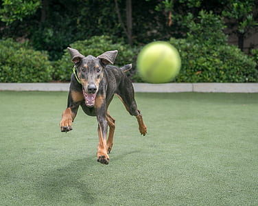 black dog about to catch tennis ball thumbnail