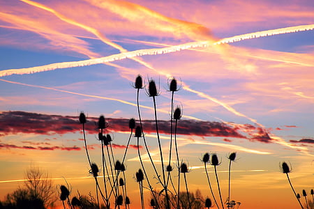 silhouette of flowers in bloom during golden hour thumbnail