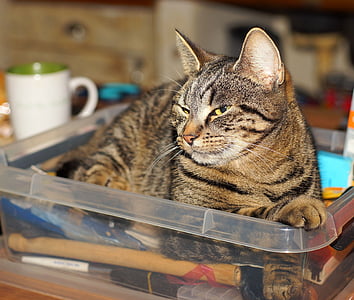 tabby cat laying on plastic tote thumbnail