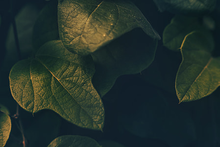 green leaf thumbnail